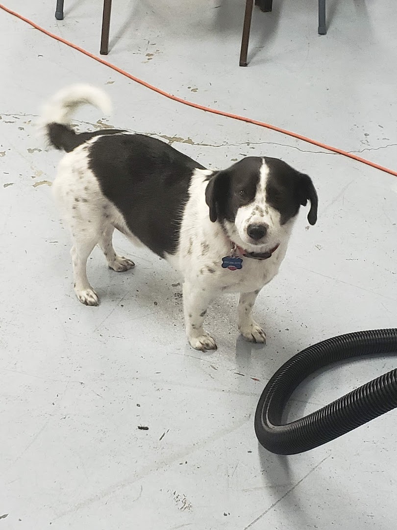 Puppy Paws Salon