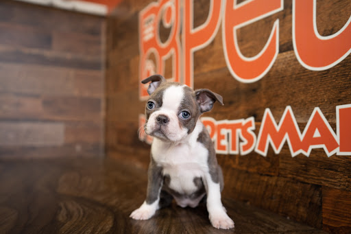 Pet Store «Petland», reviews and photos, 10289 Ulmerton Rd, Largo, FL 33771, USA