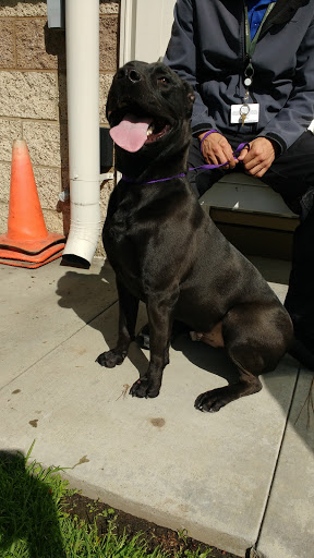 Friends of Upland Animal Shelter image