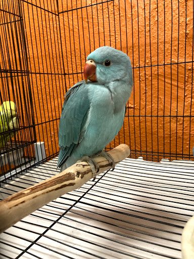 Bird Shop «The Aviary at Cauley Square», reviews and photos, 22400 Old Dixie Hwy, Miami, FL 33170, USA