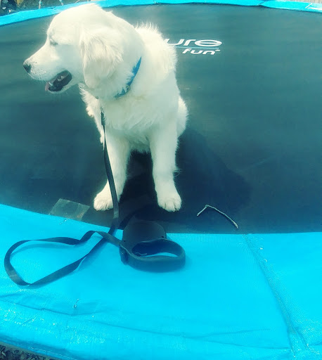 Pet Supply Store «Pet Supplies Plus», reviews and photos, 2424 W State St, Alliance, OH 44601, USA