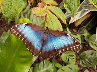 Schmetterlingspark Fehmarn