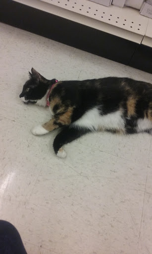 Pet Supply Store «Concord Pet Foods & Supplies», reviews and photos, 15 S Dupont Hwy, Dover, DE 19901, USA