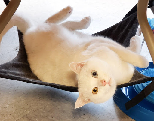 Pet Store «Paws & Fins Pet Shop», reviews and photos, 360 Tormey Ln NE, Bainbridge Island, WA 98110, USA