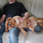Photo n° 1 de l'avis de Henriette.e fait le 17/03/2023 à 11:43 pour Selarl des Vétérinaires de Beugnies à Beugnies