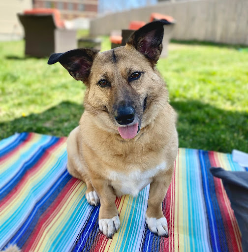 Insurance Agency «Embrace Pet Insurance», reviews and photos