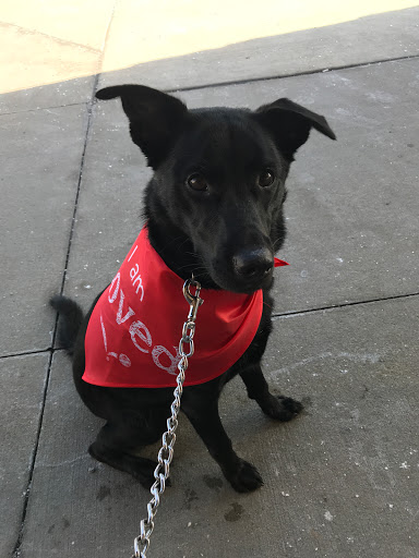 Pet Supply Store «PetSmart», reviews and photos, 5810 Antioch Rd, Merriam, KS 66202, USA