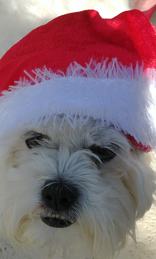 Animal Shelter «One of A Kind Pet Rescue», reviews and photos, 1929 W Market St, Akron, OH 44313, USA