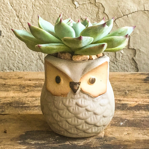 Wholesale Florist «Urban Jungle», reviews and photos, 2603 Sherman Ave NW, Washington, DC 20001, USA