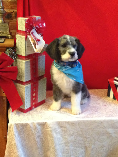 Pet Groomer «Ufuri Pet Salon», reviews and photos, 235 Huron Ave, Port Huron, MI 48060, USA