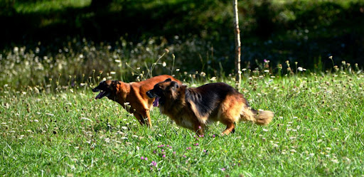 Clínica Veterinaria Ícaro en Oviedo