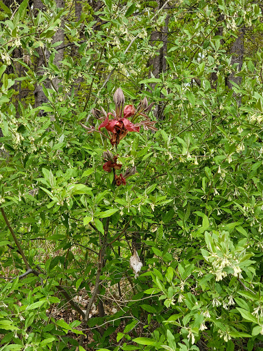 Nature Preserve «Sauk Trail Woods», reviews and photos, 3028 Forest Preserve Dr, Chicago Heights, IL 60411, USA