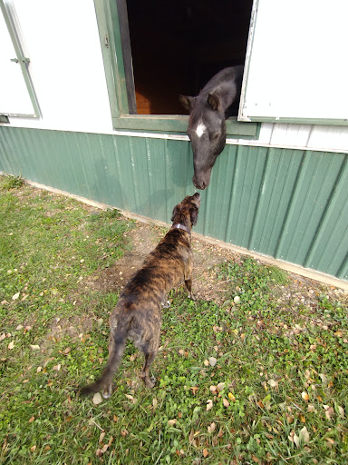 Horse Boarding Stable «Crown Haven Center», reviews and photos, 5282 County Rd W 250 S, Russiaville, IN 46979, USA