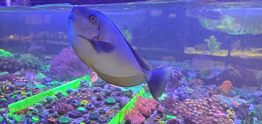 Tropical Fish Store «Glass Aquatics», reviews and photos, 542 W Harwood Rd, Hurst, TX 76054, USA