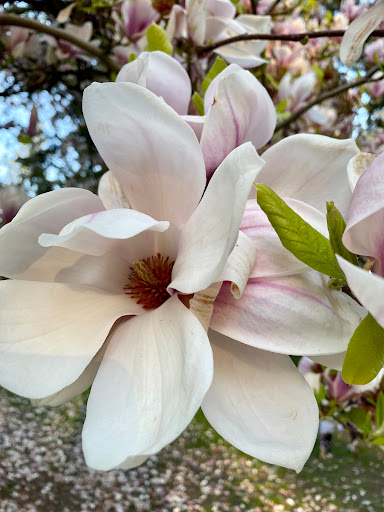 Park «Sellwood Park», reviews and photos, SE Miller St & SE 7th Ave, Portland, OR 97202, USA