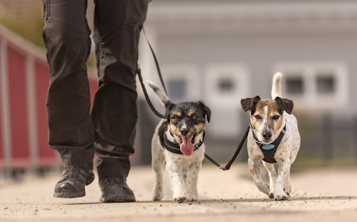 Pet Store «Pet Resources», reviews and photos, 814 Westchester Ave, Bronx, NY 10455, USA