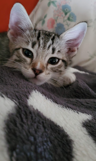 Pet Store «Cross Bronx Pet Shop», reviews and photos, 2064 Cross Bronx Expy, Bronx, NY 10472, USA