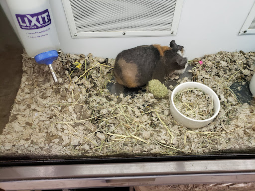 Pet Supply Store «Petco Animal Supplies», reviews and photos, 1150 Concord Ave #160, Concord, CA 94520, USA