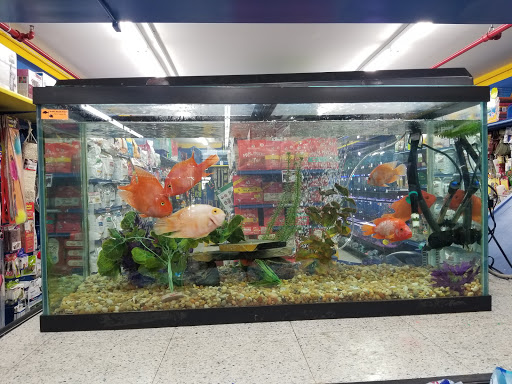 Pet Store «Petland Discounts - Willoughby», reviews and photos, 72 Willoughby St, Brooklyn, NY 11201, USA