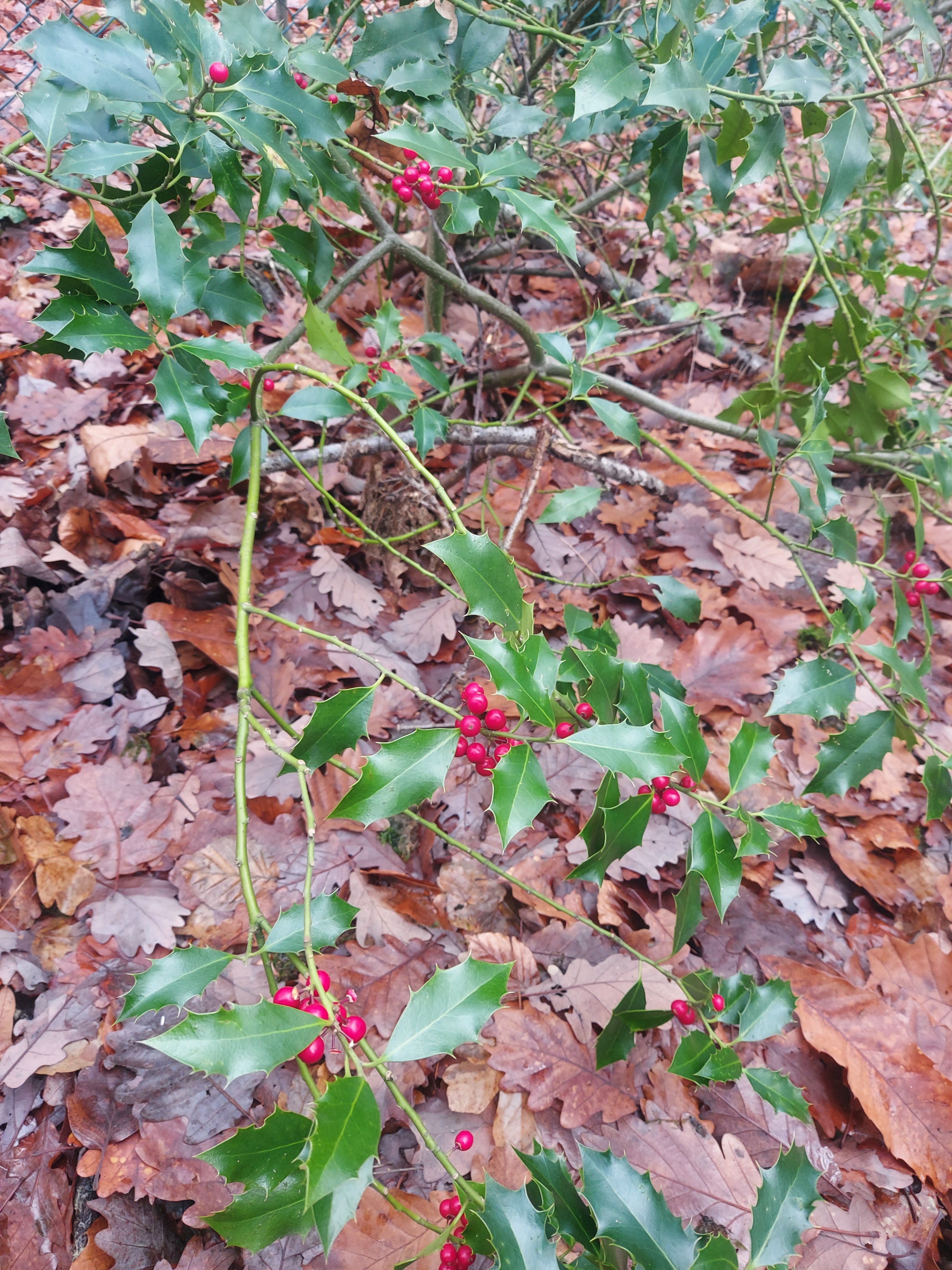 Photo n° 1 de l'avis de imen.a fait le 25/12/2020 à 22:57