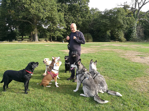 Ian Harris Dog Training