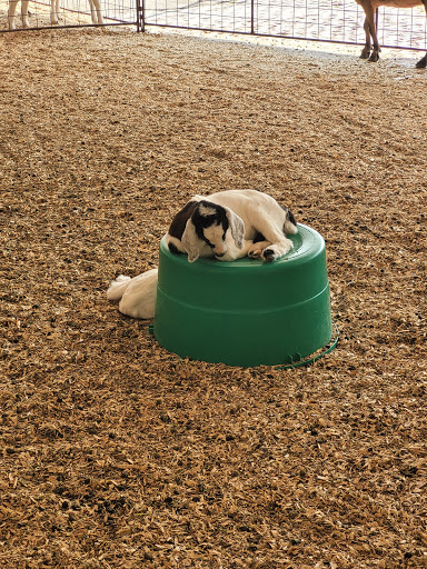 Zoo «Petting Zoo», reviews and photos, 829 E Exchange Ave, Fort Worth, TX 76164, USA