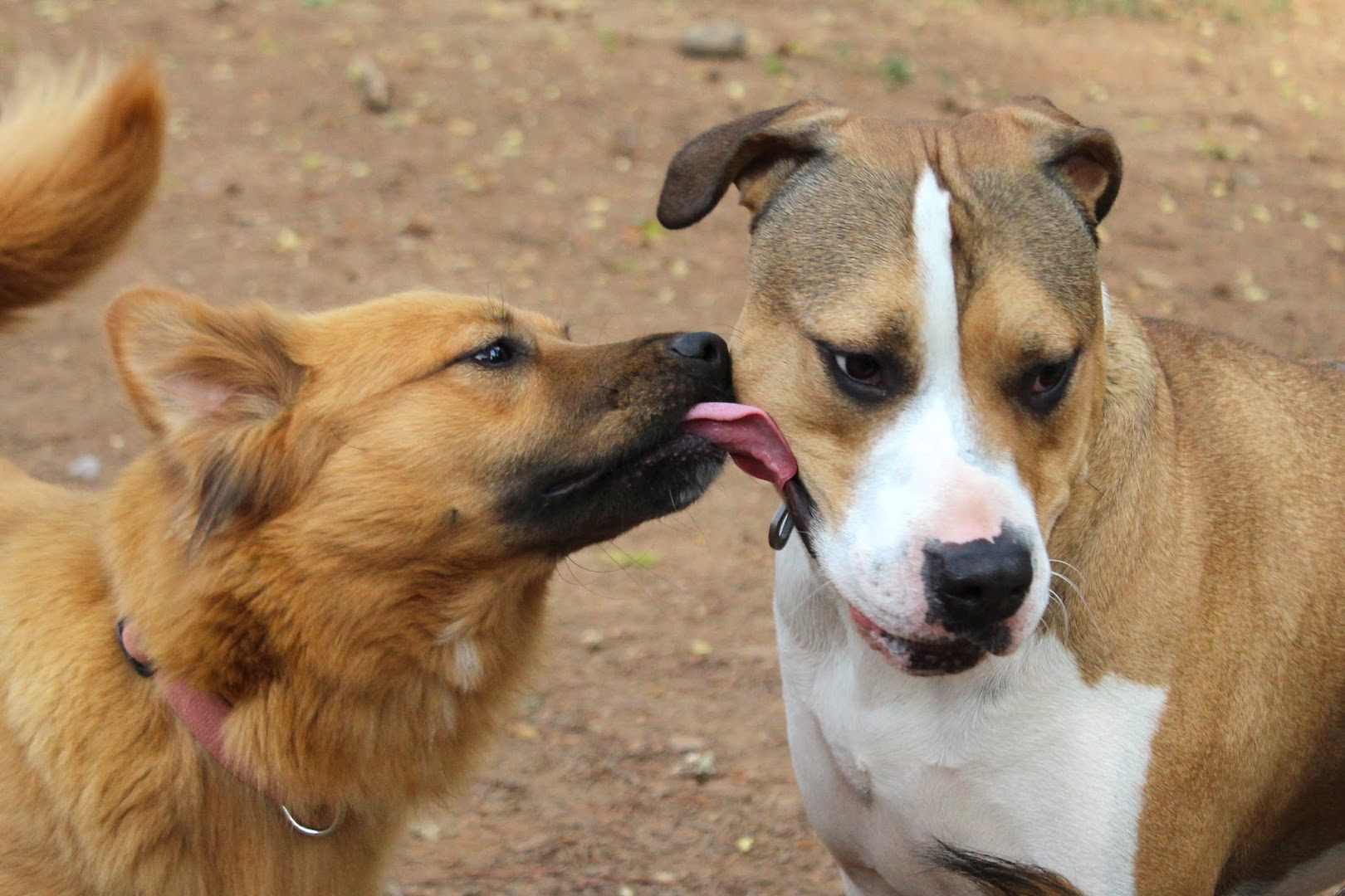 Atlanta Canine Coach