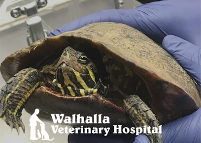 Walhalla Veterinary Hospital