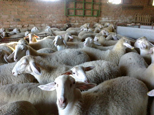 Consultorio Veterinario Maruxa Sánchez Trenado en Fontanarejo