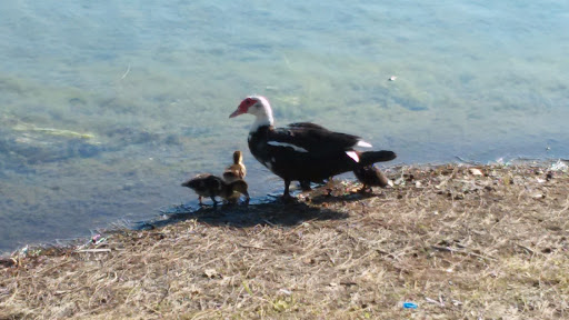 Park «Amelia Earhart Park», reviews and photos, 401 E 65th St, Hialeah, FL 33013, USA