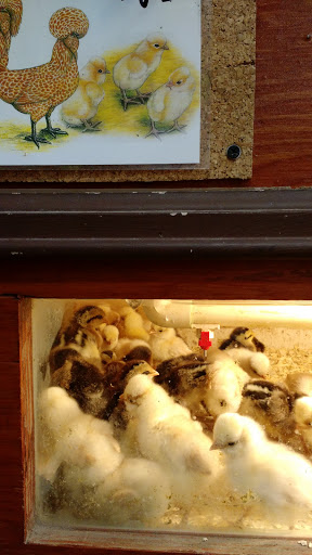 Pet Supply Store «Bradshaw Feed & Pet Supply», reviews and photos, 7285 Bradshaw Rd, Sacramento, CA 95829, USA