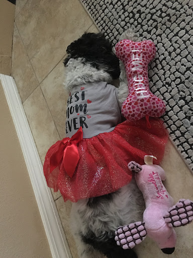 Pet Supply Store «PetSmart», reviews and photos, 1561 N Dysart Rd, Avondale, AZ 85323, USA