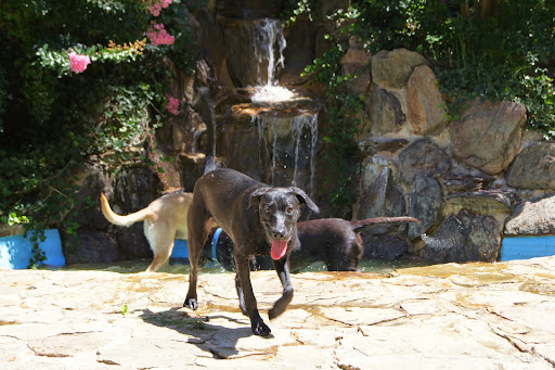 Pet Boarding Service «About Pets Center», reviews and photos, 1604 Conehurst Blvd, Salem, VA 24153, USA