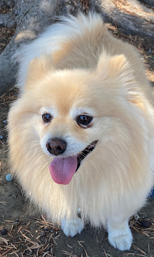 Calabasas Animal Clinic image