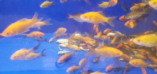 Pet Supply Store «PetSmart», reviews and photos, 13000 Aurora Ave N, Seattle, WA 98133, USA