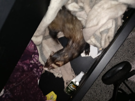 Pet Store «Pet City», reviews and photos, 108 E Burnside Ave, Bronx, NY 10453, USA