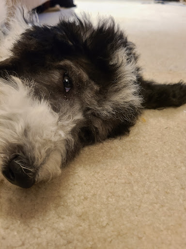 Pet Supply Store «PetSmart», reviews and photos, 350 Fifth St, Oswego, IL 60543, USA