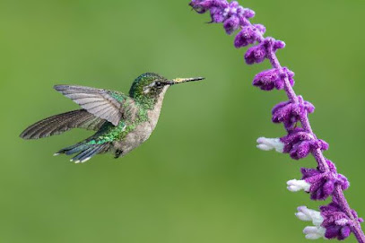 Casa de los colibríes