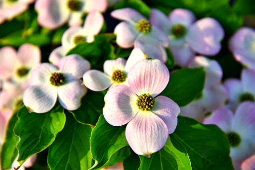 Park «Arthur K Draut Park», reviews and photos, Bowling Blvd, St Matthews, KY 40207, USA