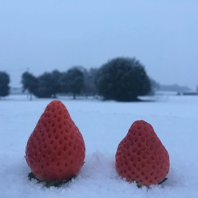 Oz Berry Farm(鬼沢いちご園)