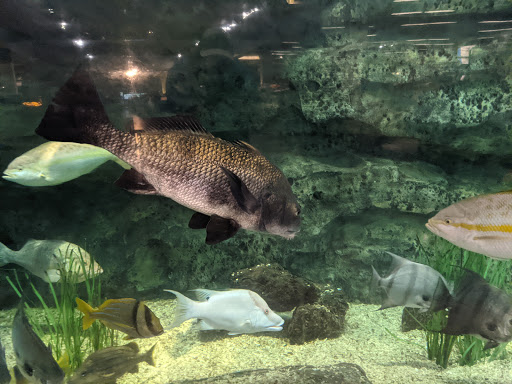 Sporting Goods Store «Bass Pro Shops», reviews and photos, 2250 SW Gatlin Blvd, Port St Lucie, FL 34953, USA