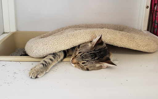 Pet Supply Store «Pet Supplies Plus», reviews and photos, 1258 Northlake Blvd, Lake Park, FL 33403, USA