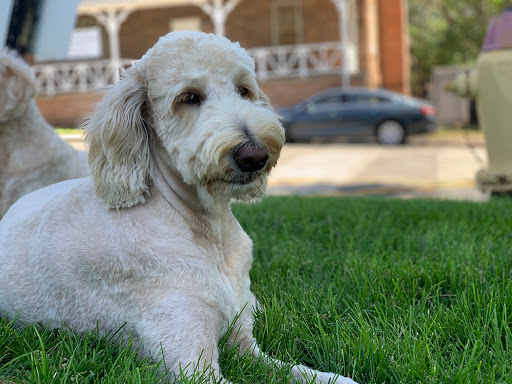 K9 Behavior UT, LLC, 1458 Main St, Salt Lake City, UT 84115, USA, 