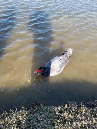 Park «Victoria Park», reviews and photos, 3051 W Northgate Dr, Irving, TX 75062, USA