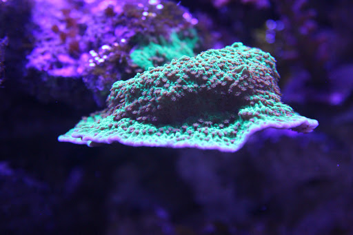 Tropical Fish Store «somethingFISHY», reviews and photos, 1977 Alafaya Trail #1091, Oviedo, FL 32765, USA