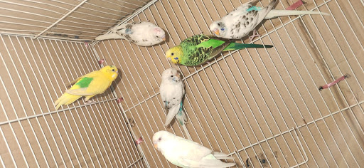 Bird shops Delhi