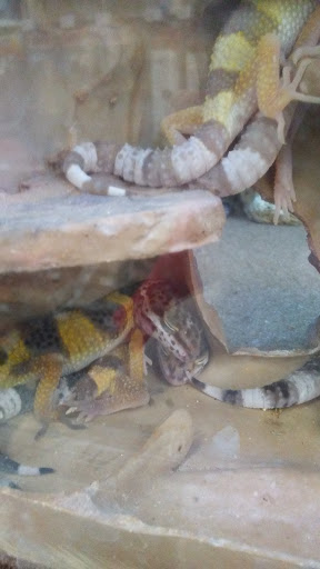 Pet Supply Store «Petco Animal Supplies», reviews and photos, 597 Hebron Rd #2, Heath, OH 43056, USA