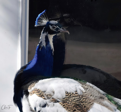 Florist «A Matter of Taste Florists», reviews and photos, 4230 Williams Dr B, Georgetown, TX 78628, USA