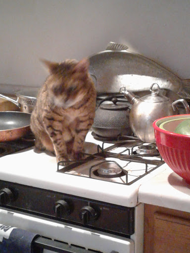 Pet Store «Bushy Tails», reviews and photos, 1087 Flushing Ave, Brooklyn, NY 11237, USA