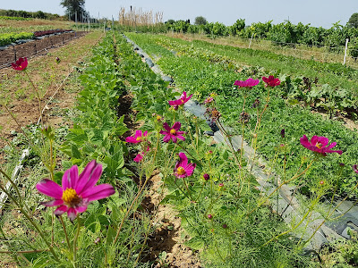 Le champ Poussan à Béziers